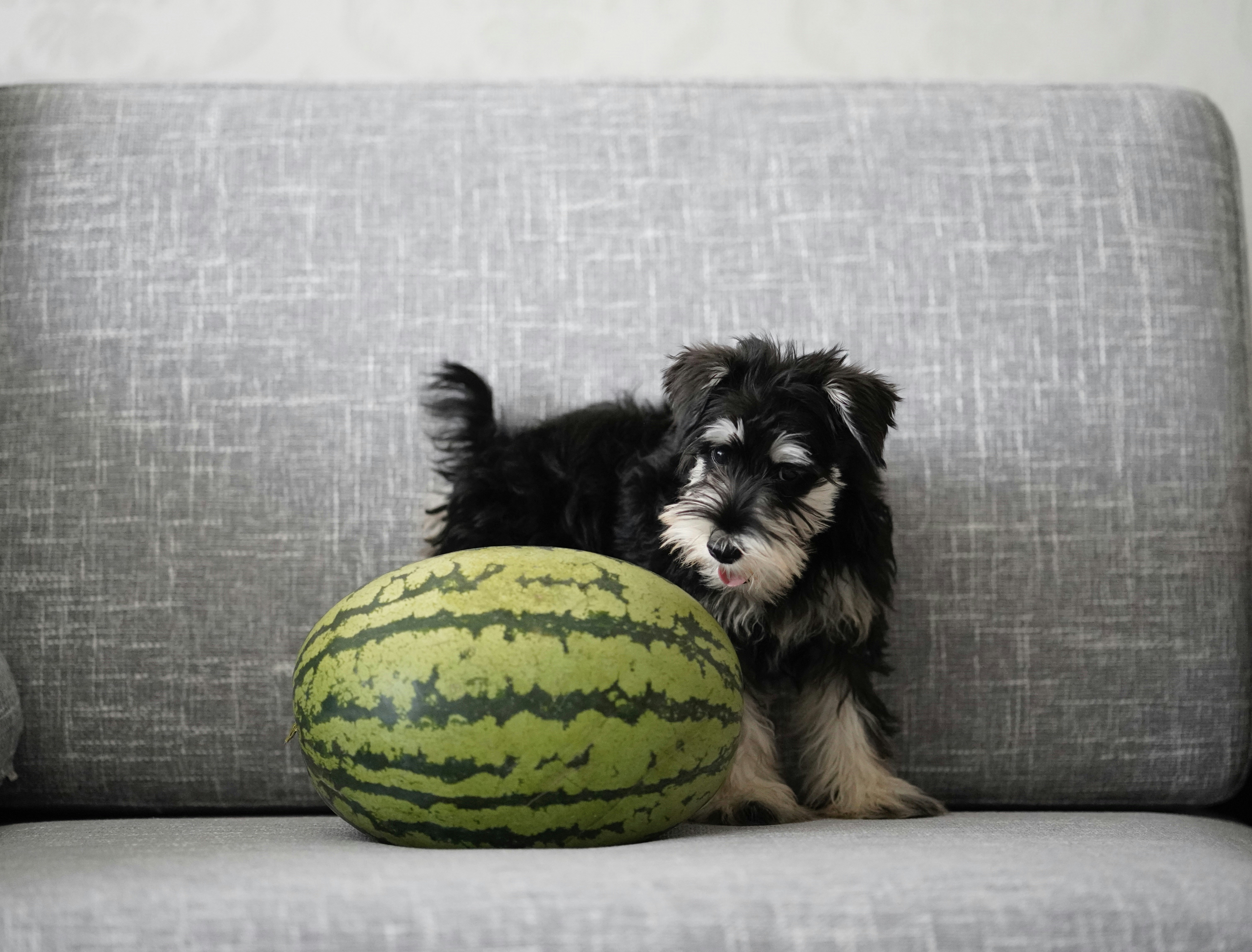 dog watermelon