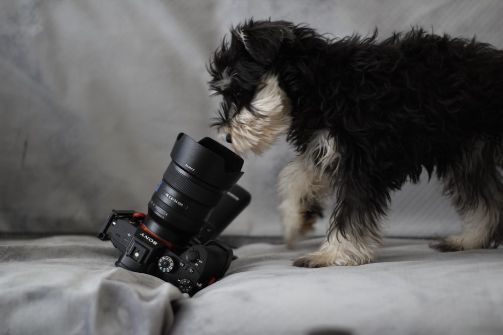 black and white long coated small dog lying on gray textile