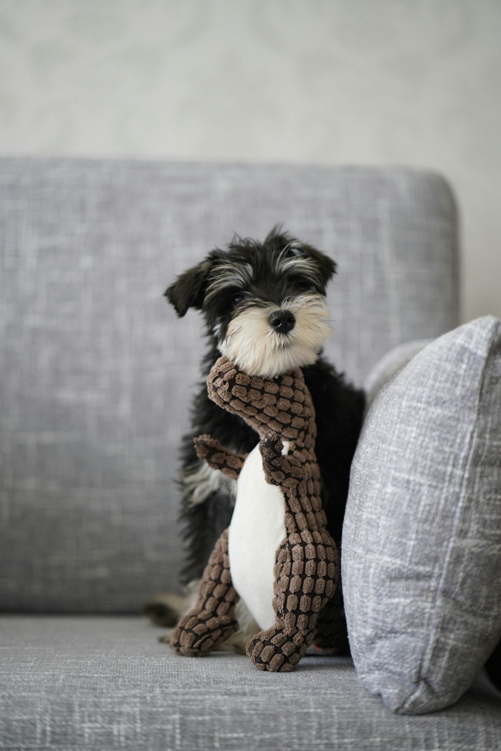 black and white long coat small dog on grey sofa