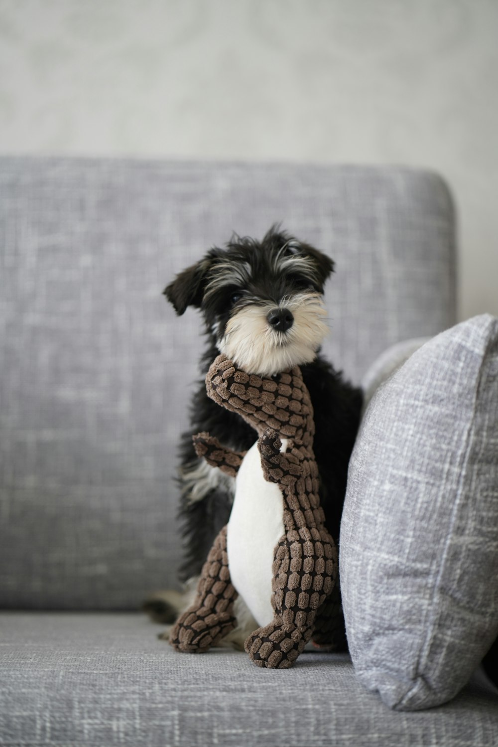 cane di piccola taglia a cappotto lungo in bianco e nero su divano grigio