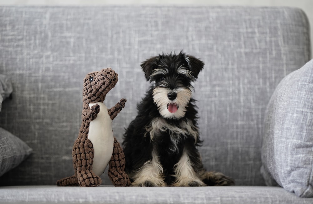 perro pequeño de pelaje largo blanco y negro