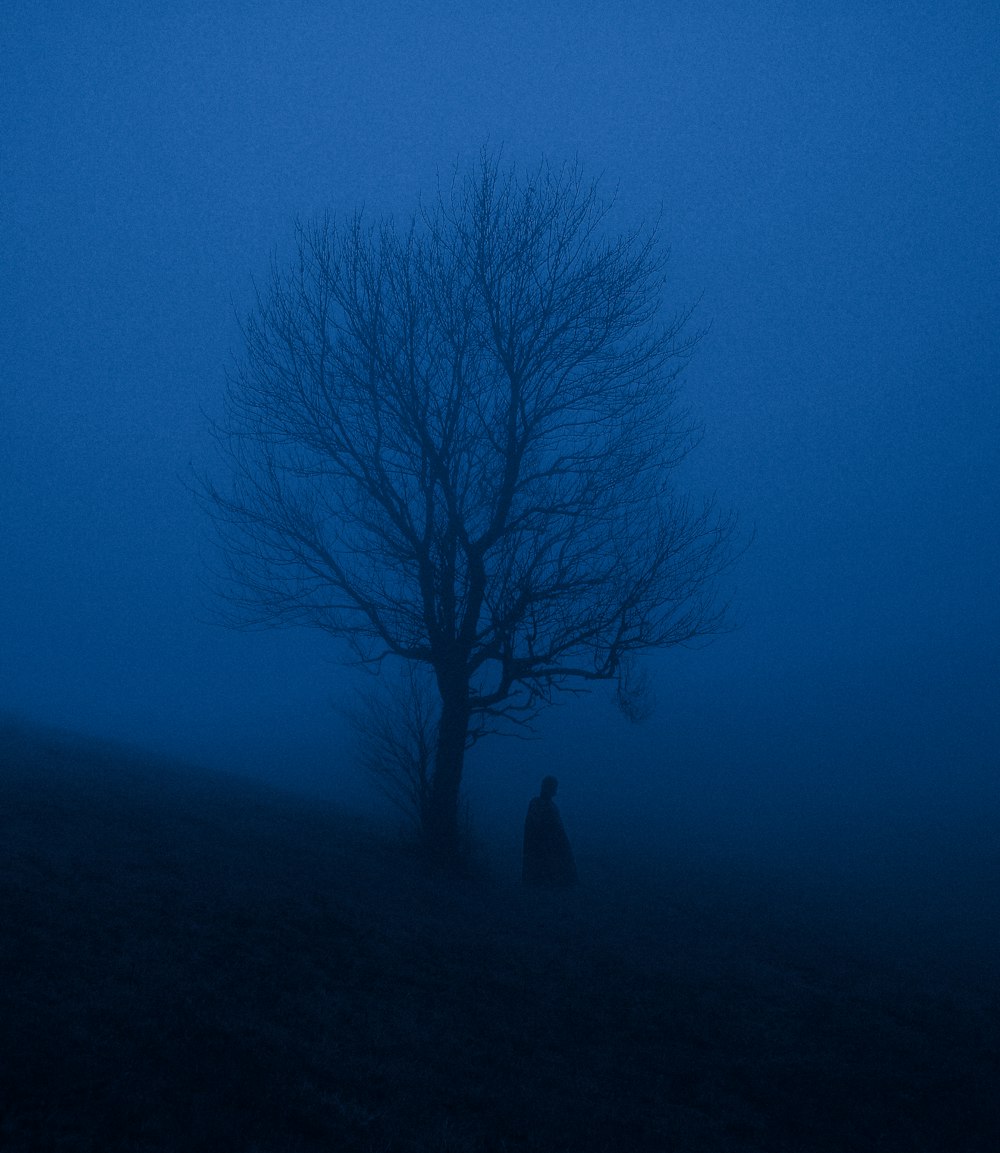 silhouette de personne debout près de l’arbre nu sous le ciel bleu pendant la journée