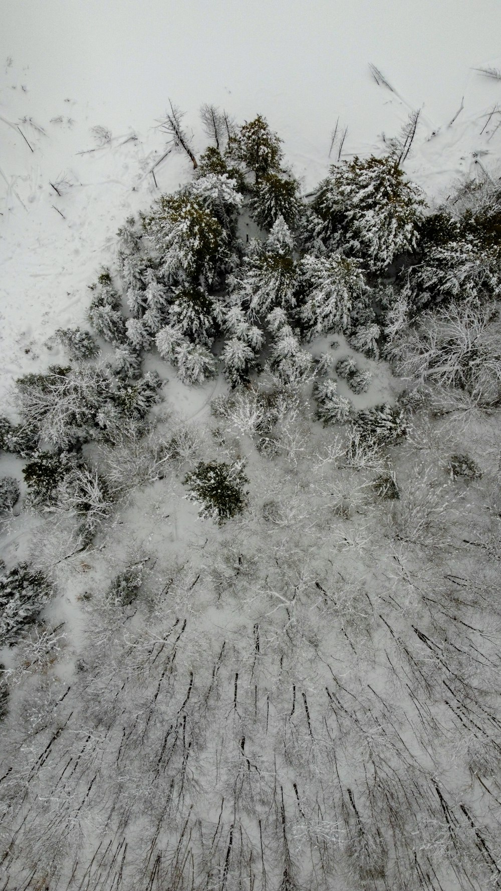 green and brown tree covered with snow