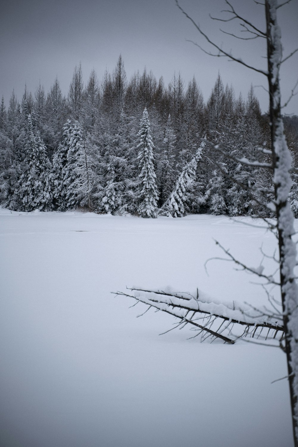 snow covered trees during daytime