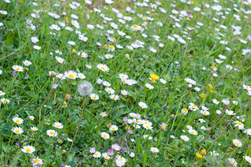 white and purple flower field during daytime