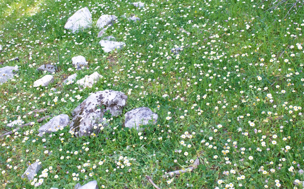 gray rocks on green grass field