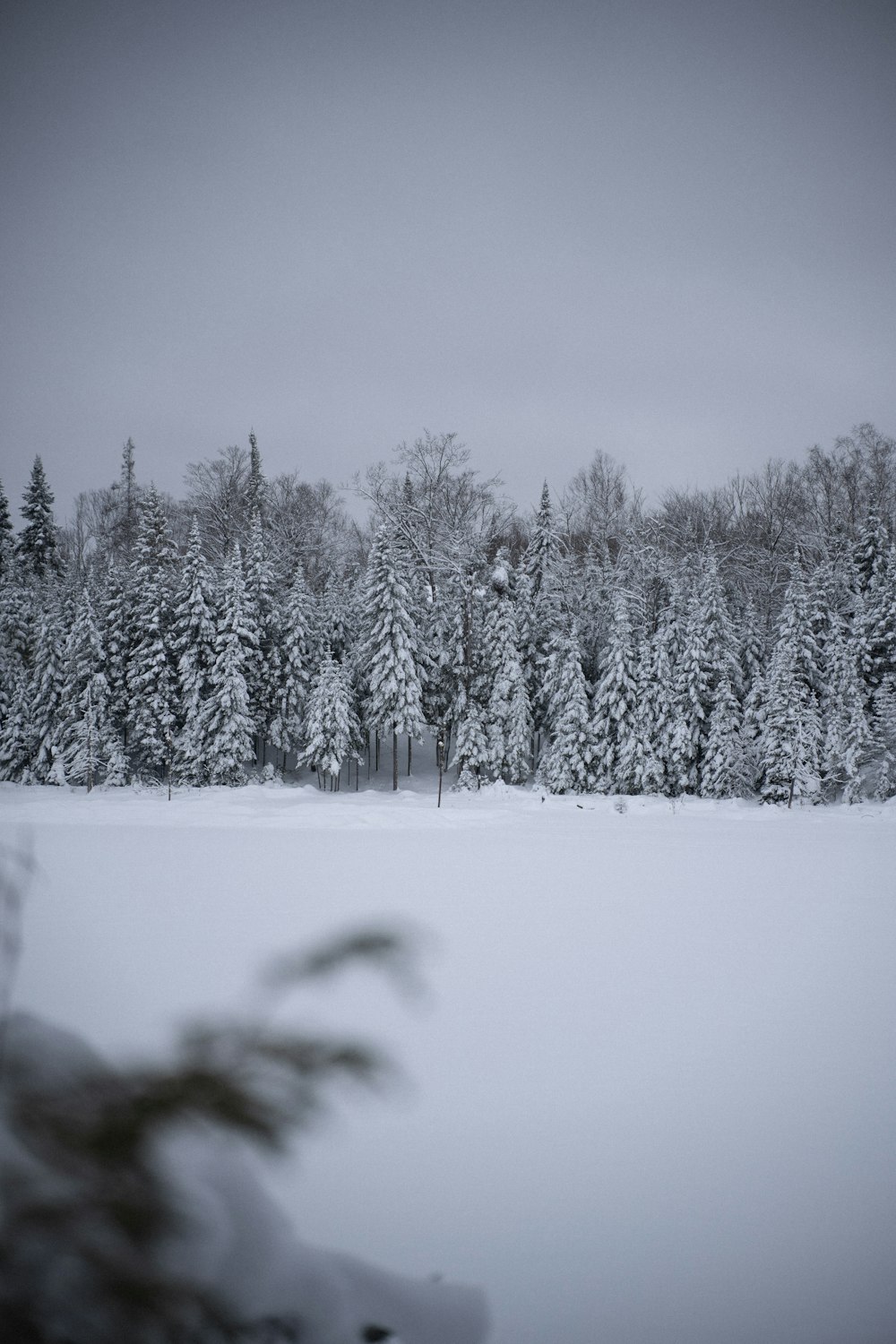 snow covered trees during daytime