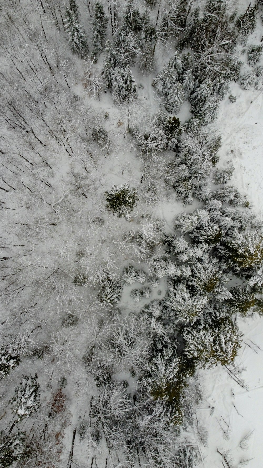 white snow covered trees during daytime