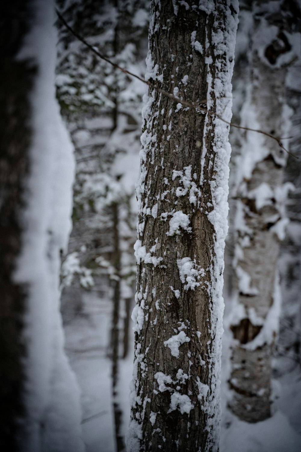 snow covered tree during daytime