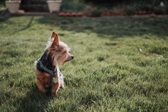 A clean, well-manicured lawn with a happy dog playing in the background under soft natural light.