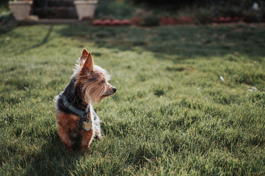 Unleashing the Charm: Exploring the Personality Traits and Temperament of Yorkshire Terriers