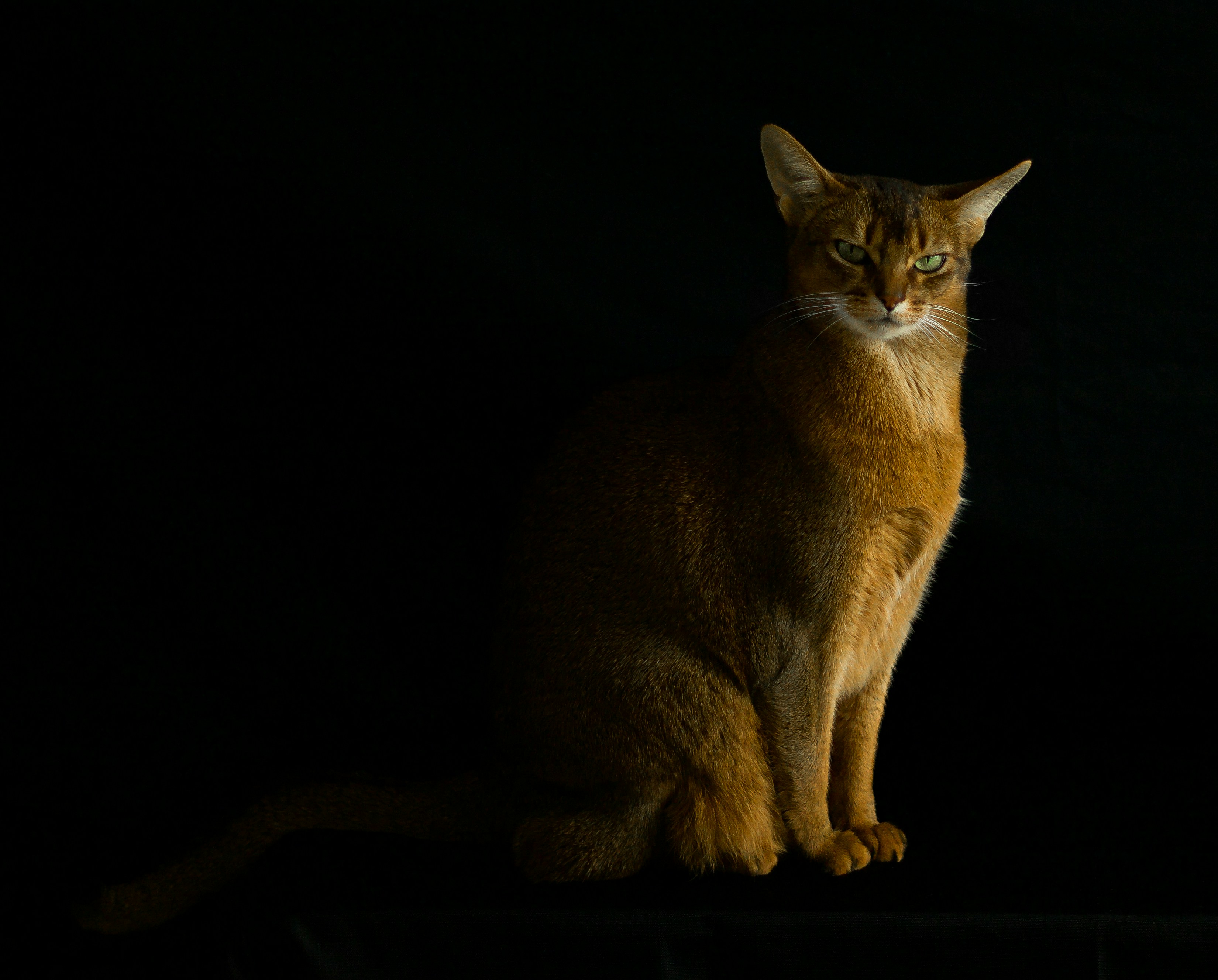 Abyssinian: The Energetic Reflector (image credits: unsplash)