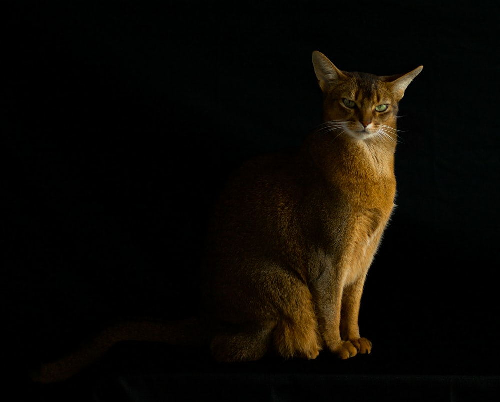 orangefarbene Tabby-Katze auf schwarzer Oberfläche