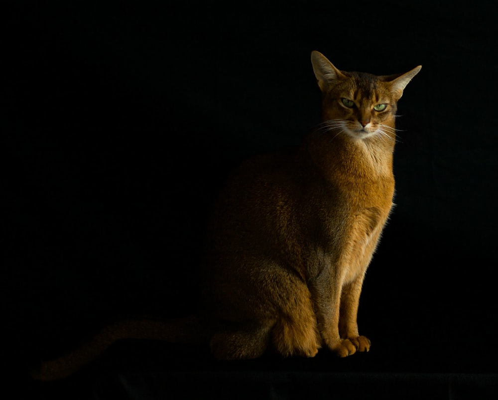 黒い表面にオレンジ色のぶち猫