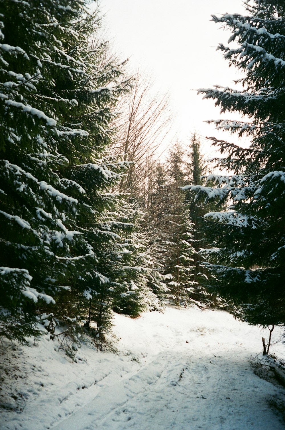 green pine trees covered with snow during daytime