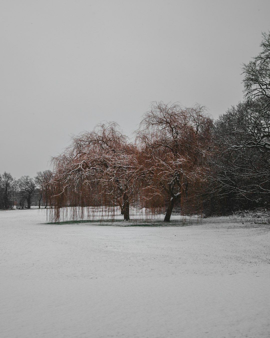 brown trees on snow covered ground during daytime