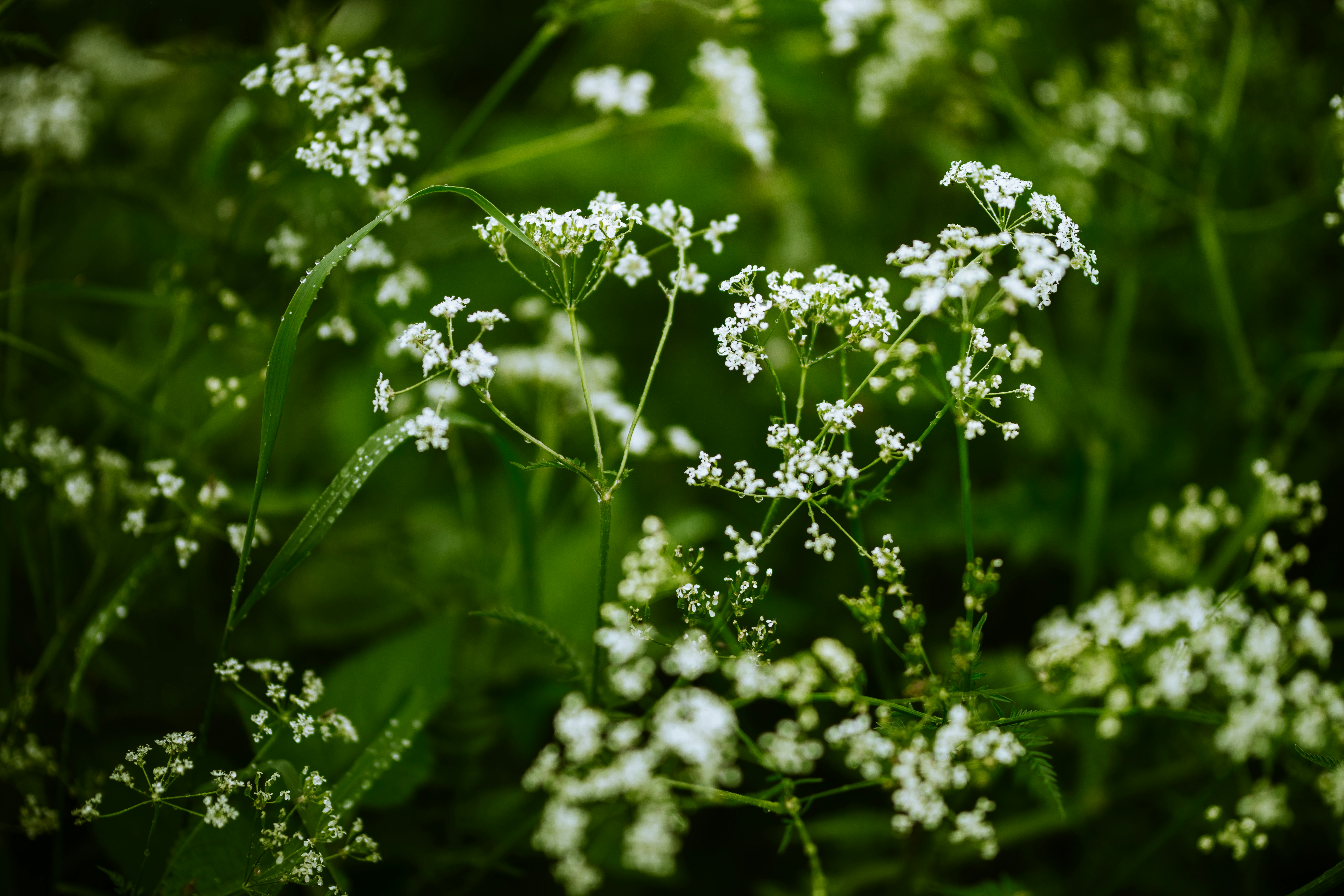 white flowers in tilt shift lens