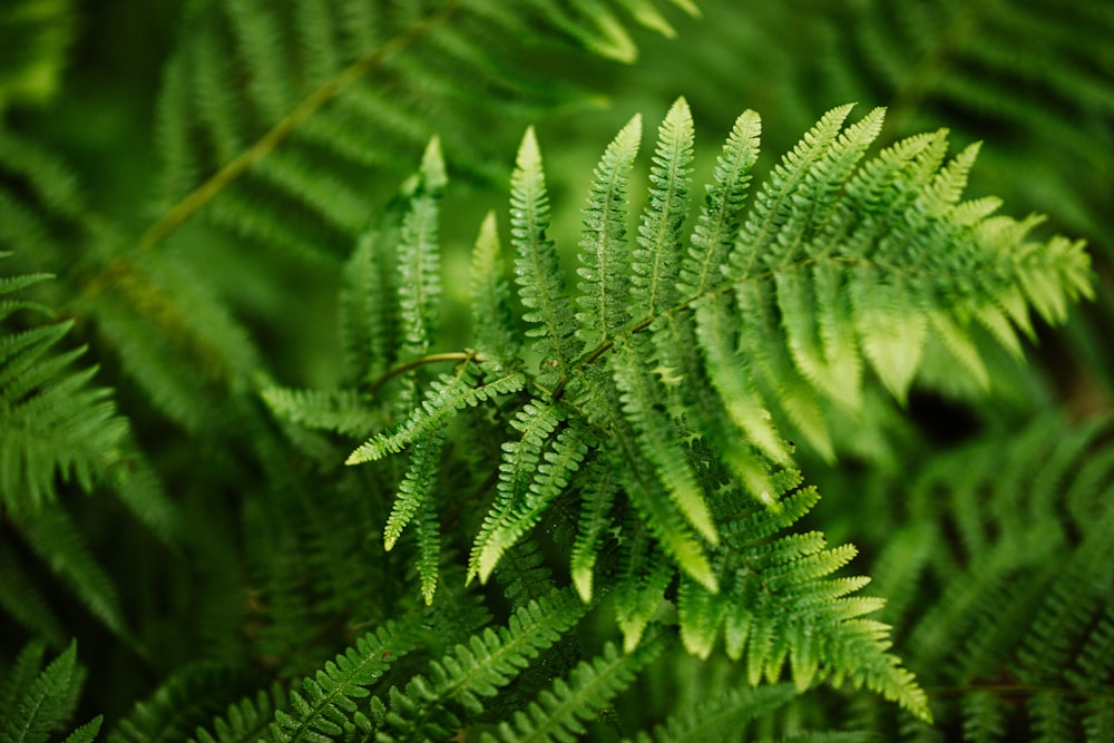 green fern plant in close up photography