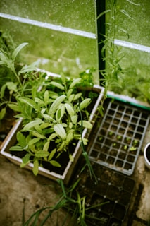 green plant on blue plastic crate