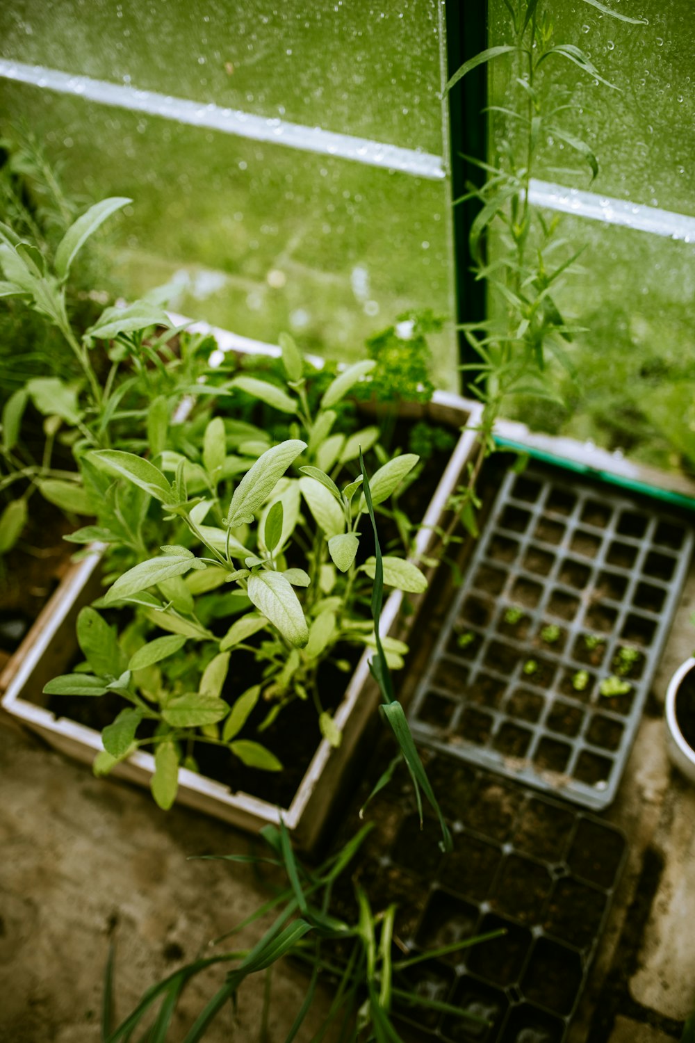 green plant on blue plastic crate