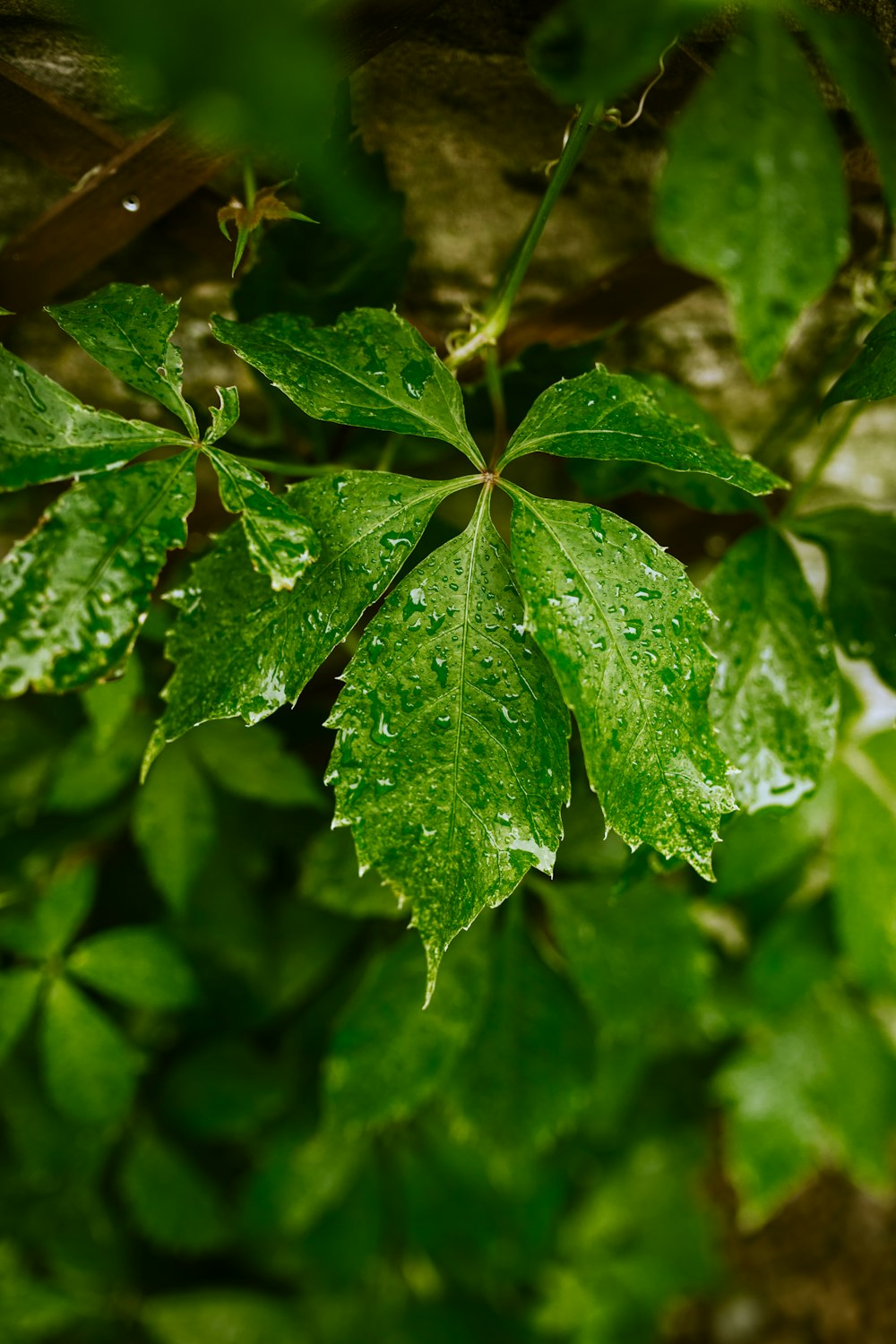 green leaf plant with water droplets