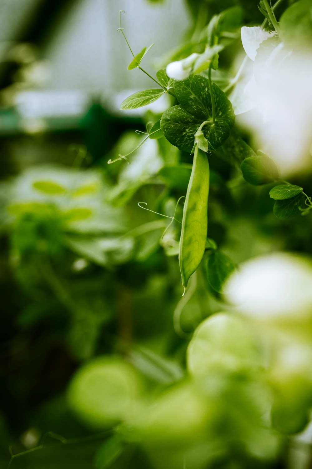 planta de folha verde com gotículas de água