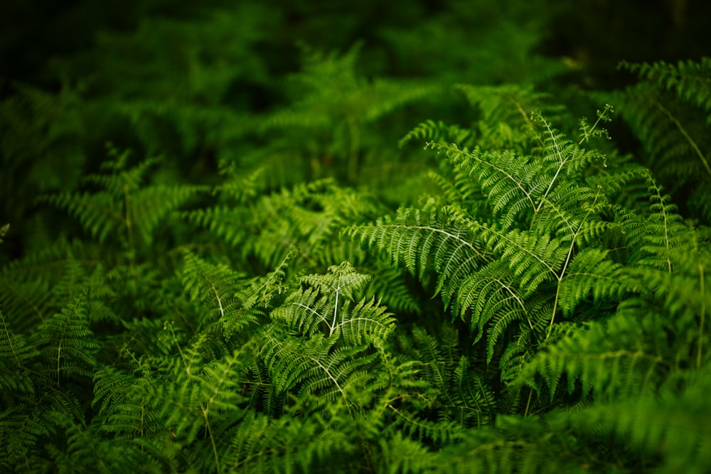 Planta de helecho verde en fotografía de primer plano