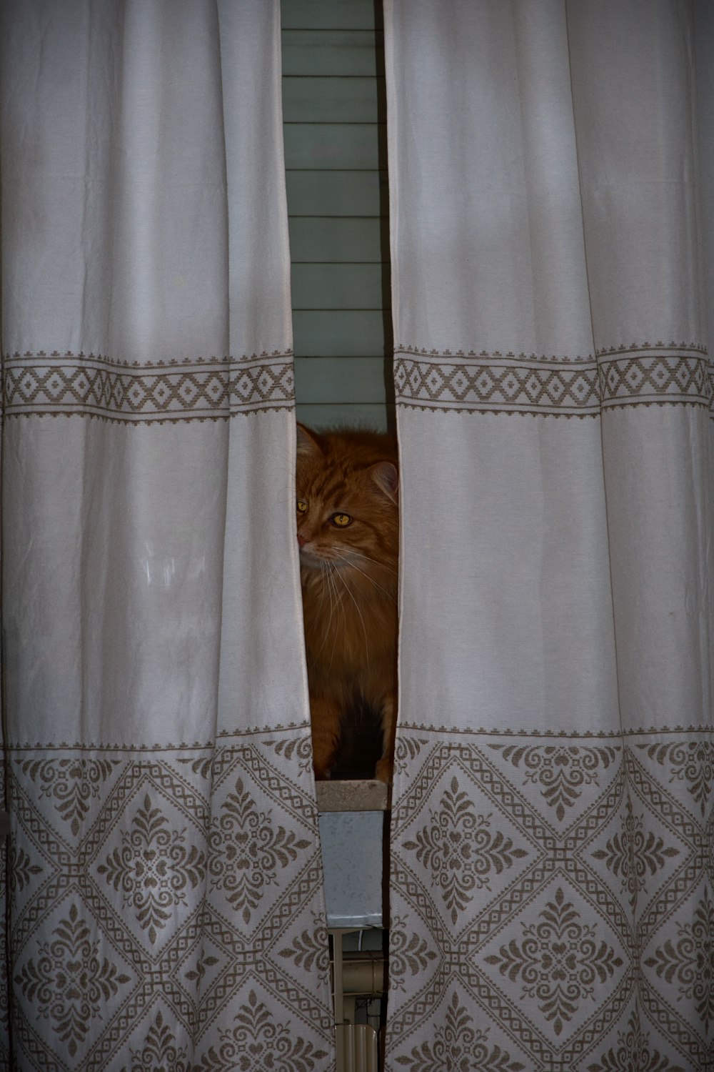 brown cat on white and blue floral curtain