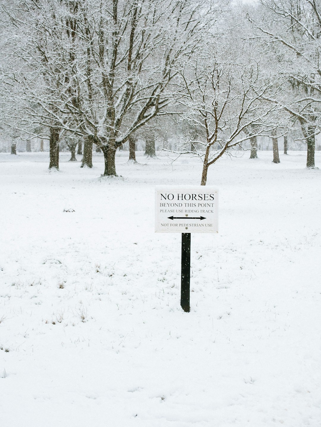 bare trees on snow covered ground