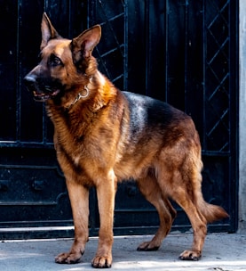 A German Shepherd dog stands alert, facing to the left, with a dark metallic gate in the background. The dog's coat is a mix of black and brown, and it wears a metal chain collar.