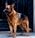 A German Shepherd dog stands alert, facing to the left, with a dark metallic gate in the background. The dog's coat is a mix of black and brown, and it wears a metal chain collar.