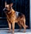 A German Shepherd dog stands alert, facing to the left, with a dark metallic gate in the background. The dog's coat is a mix of black and brown, and it wears a metal chain collar.