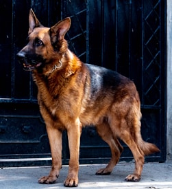 A German Shepherd dog stands alert, facing to the left, with a dark metallic gate in the background. The dog's coat is a mix of black and brown, and it wears a metal chain collar.