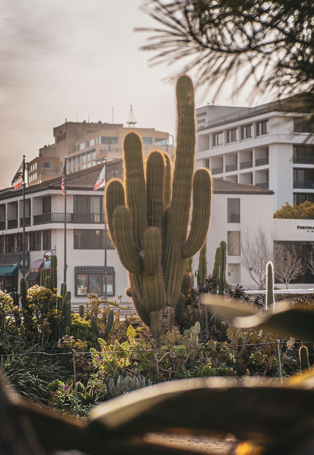 brown and white cactus near green plants during daytime