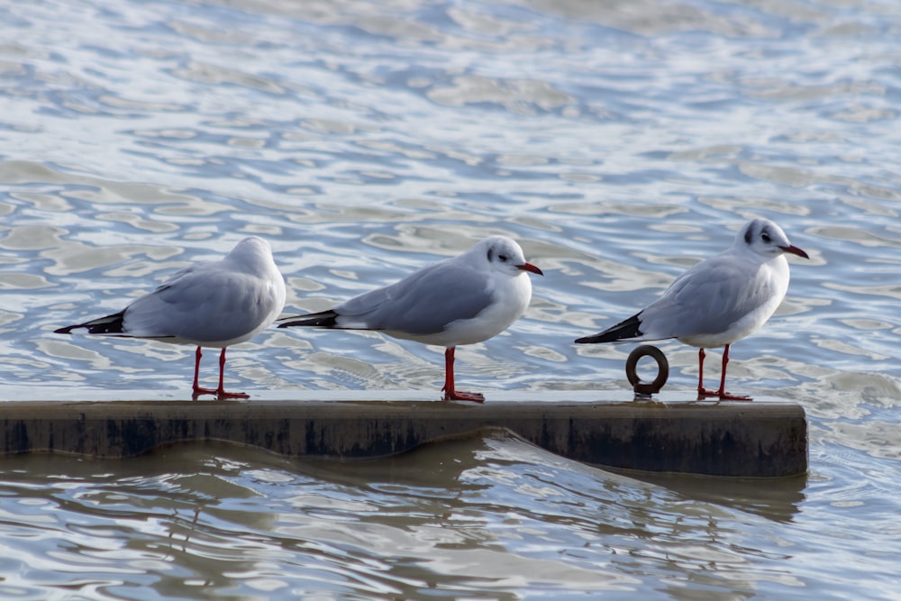 white and gray bird on brown wooden dock during daytime