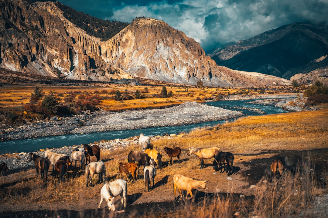 herd of sheep on brown field during daytime