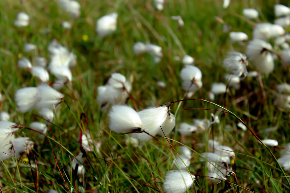 昼間は緑の芝生に白い花