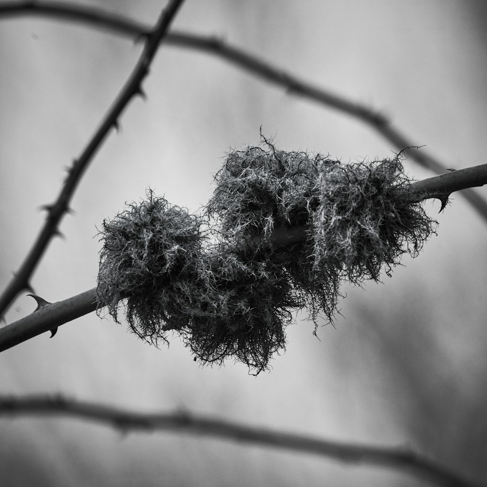 grayscale photo of tree branch