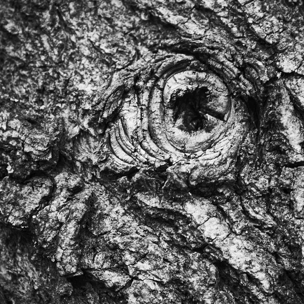 grayscale photo of tree trunk