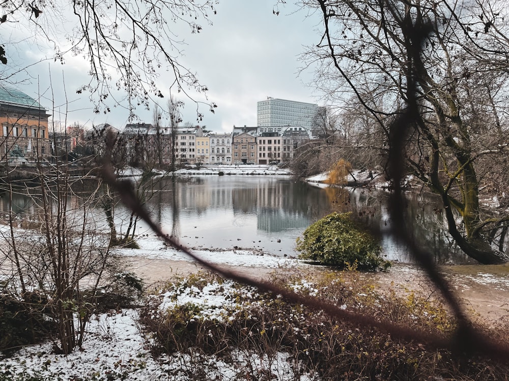 bare trees near body of water during daytime