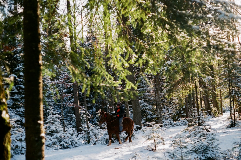 brown horse on snow covered ground near green trees during daytime