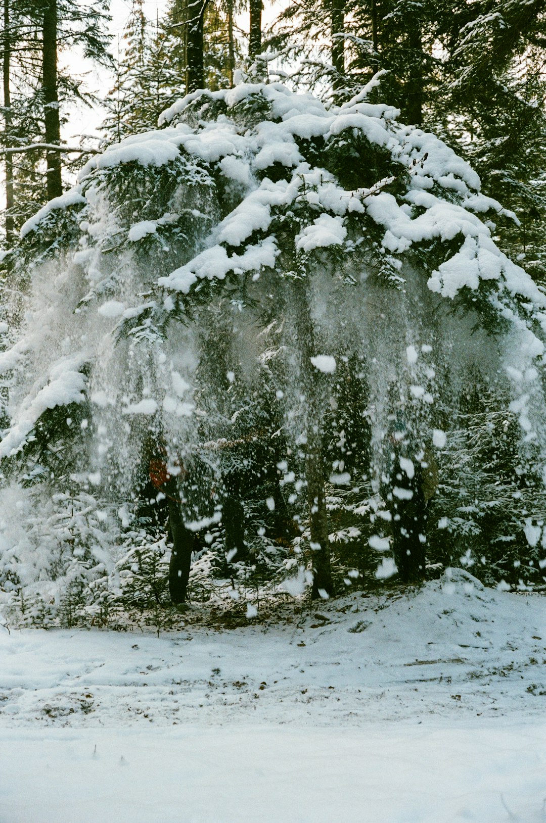 snow covered trees during daytime