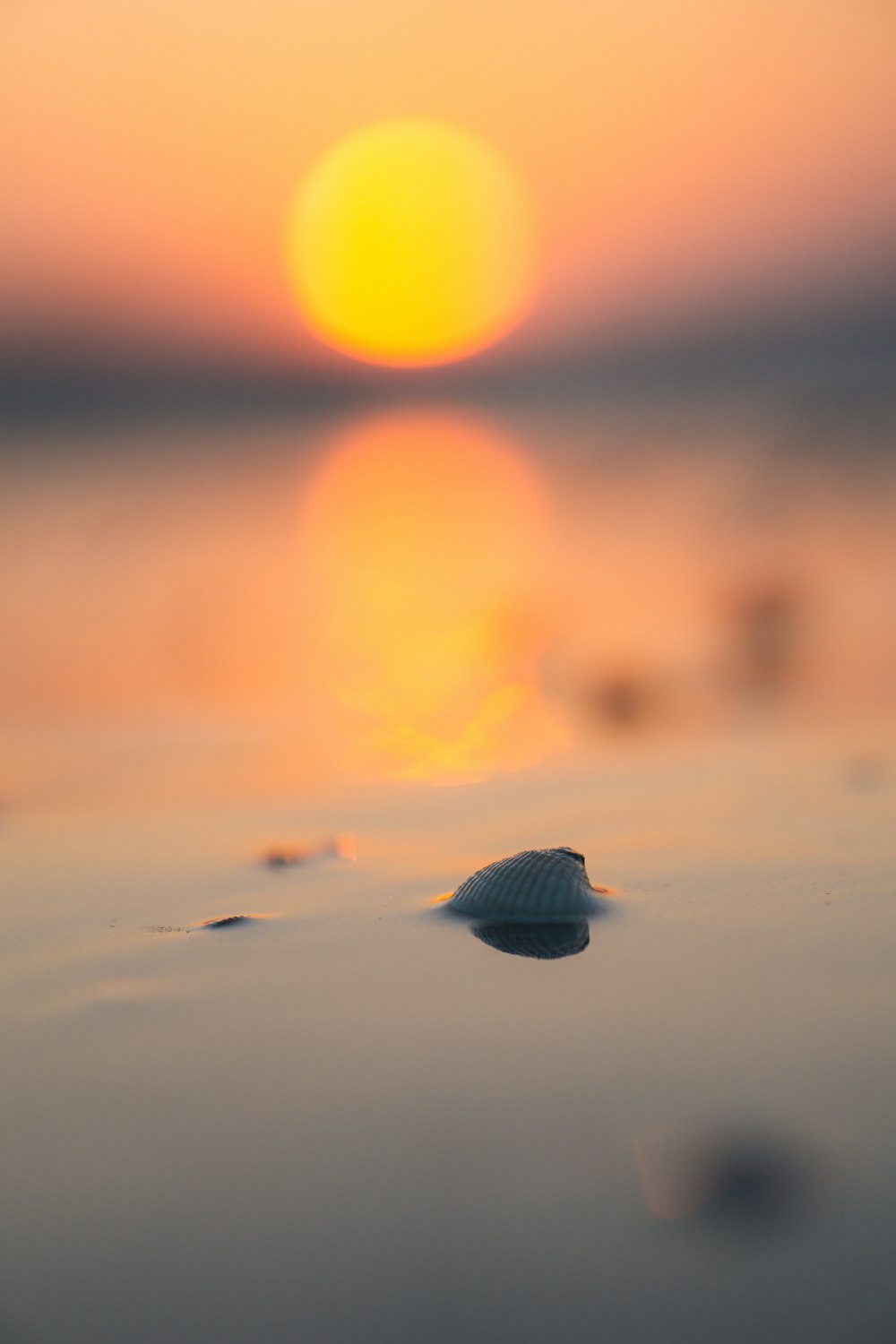 black sea shell on shore during sunset