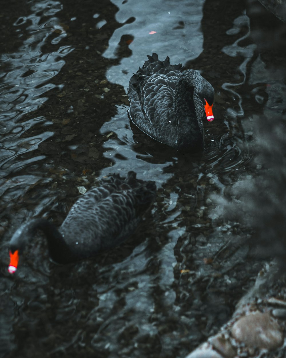 black swan on body of water during daytime