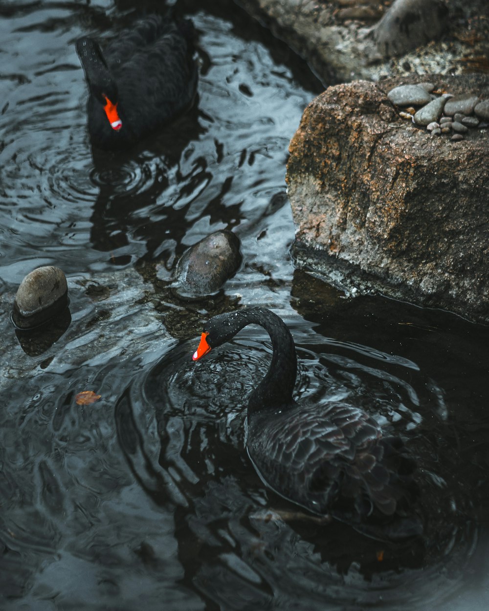 cisne preto no corpo de água durante o dia
