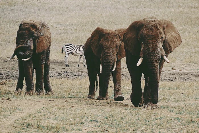 Arusha National Park