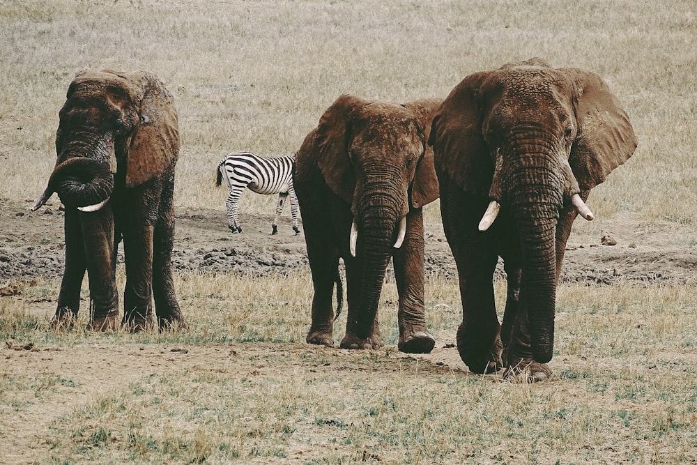 three brown elephants on brown grass field during daytime