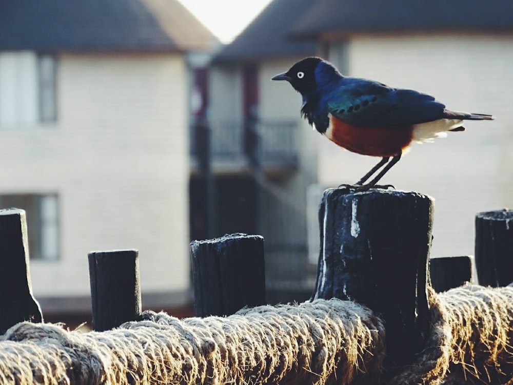 blue and brown bird on brown tree trunk during daytime