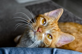 orange tabby cat lying on blue textile