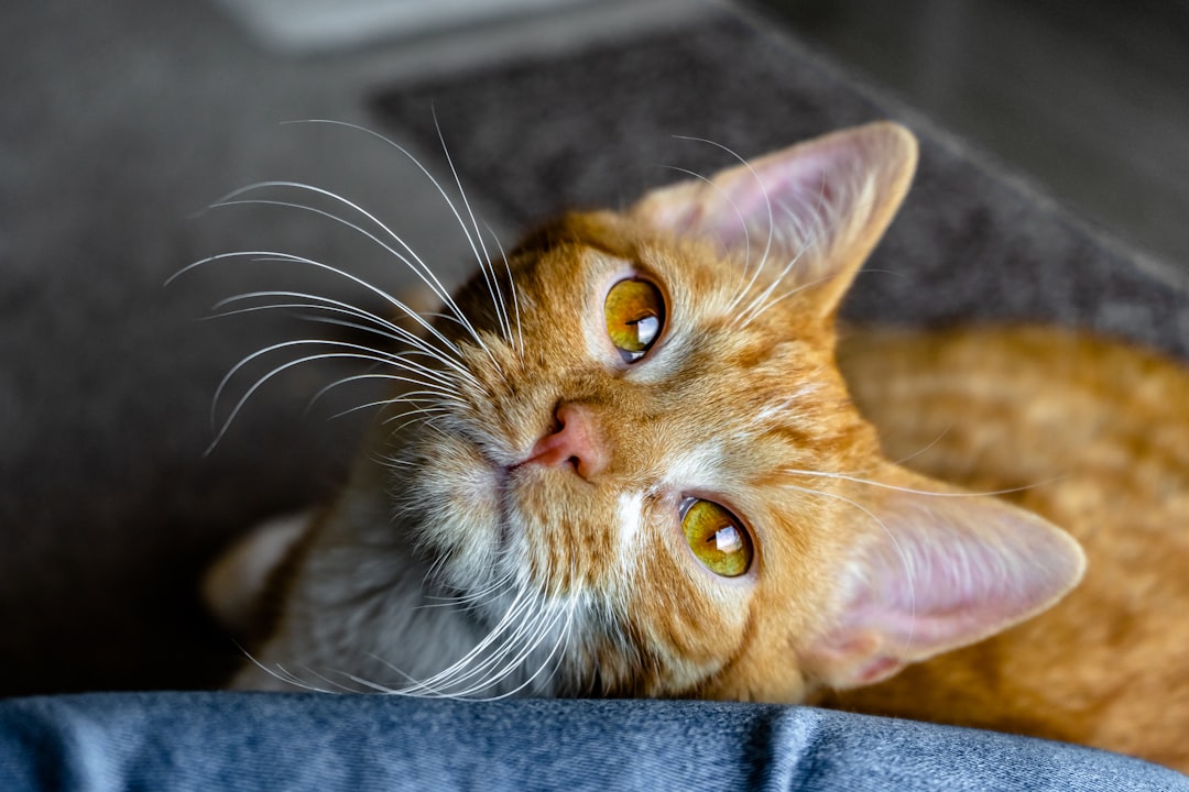 orange tabby cat lying on blue textile